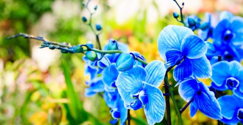 Blue orchid Flower