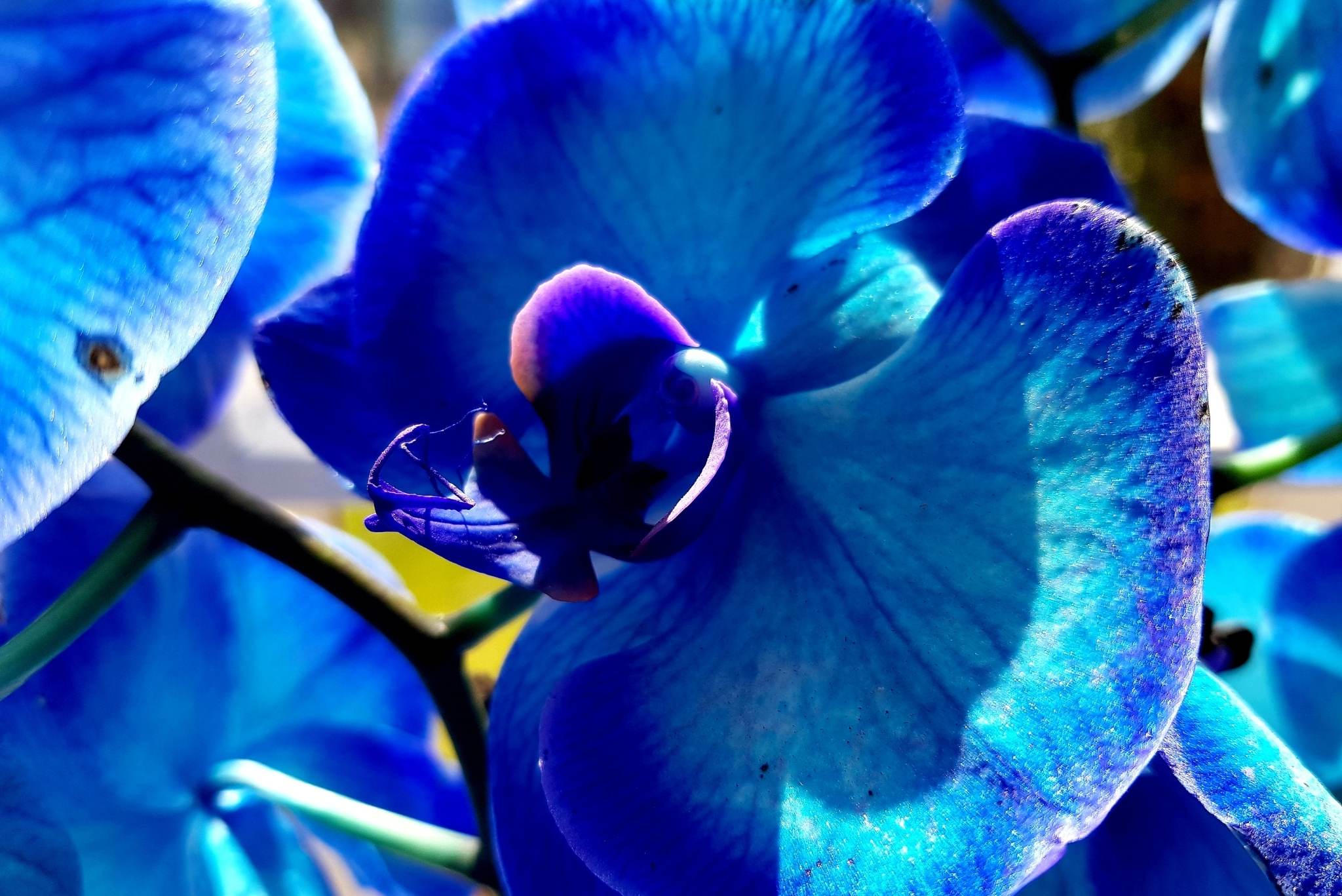 Blue Orchid Plants