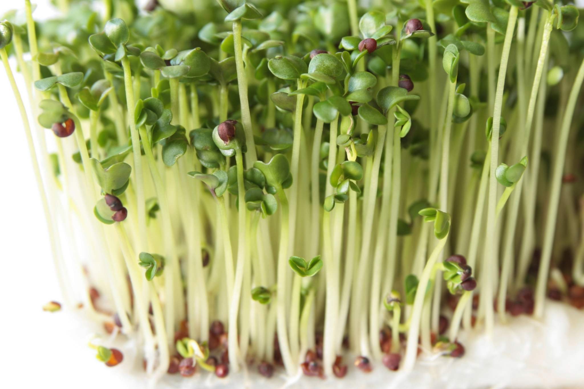 Broccoli Sprouts