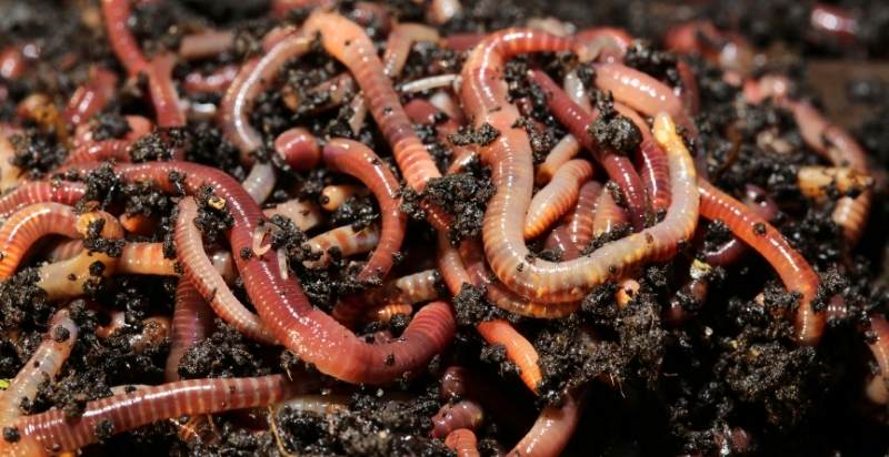 Earthworm from Coffee Ground Compost Pile
