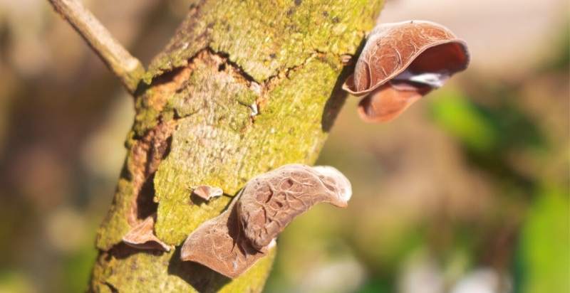 Interesting Info About Elephant Ears Mushroom