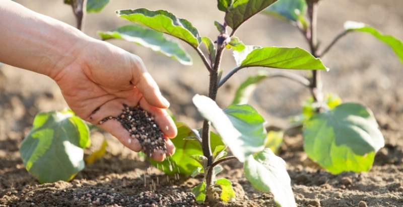 Fertilizing Eggplants