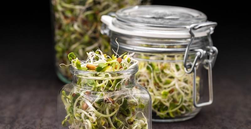 Grow Broccoli Sprouts at Home