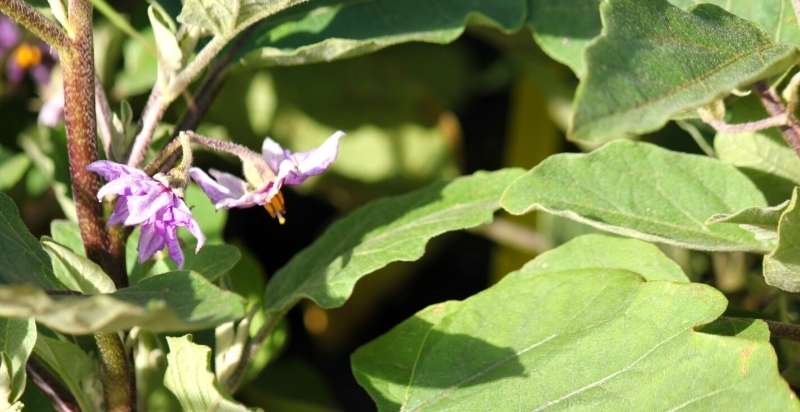 Eggplant from flower