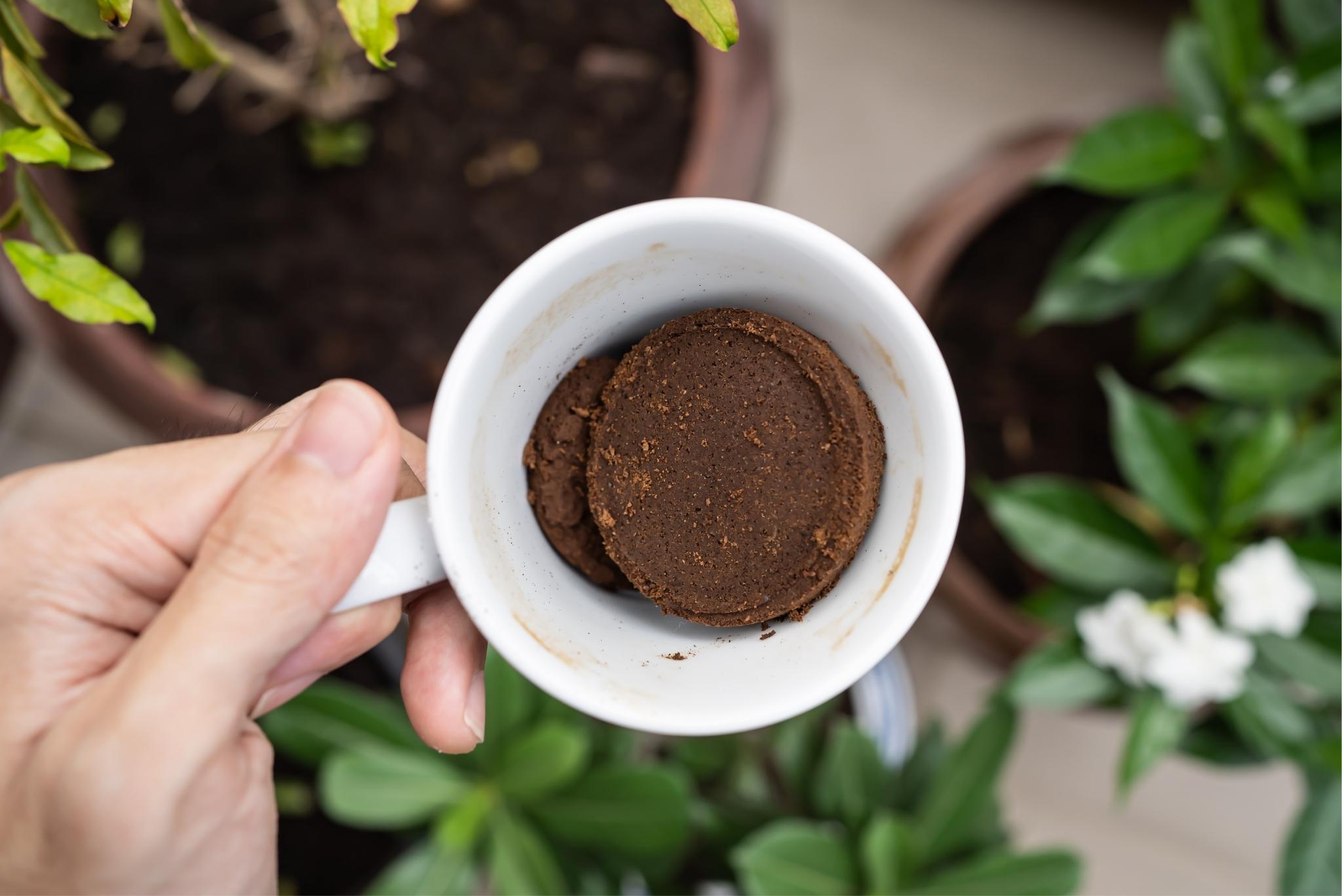 Guide to Using Coffee Grounds in the Garden