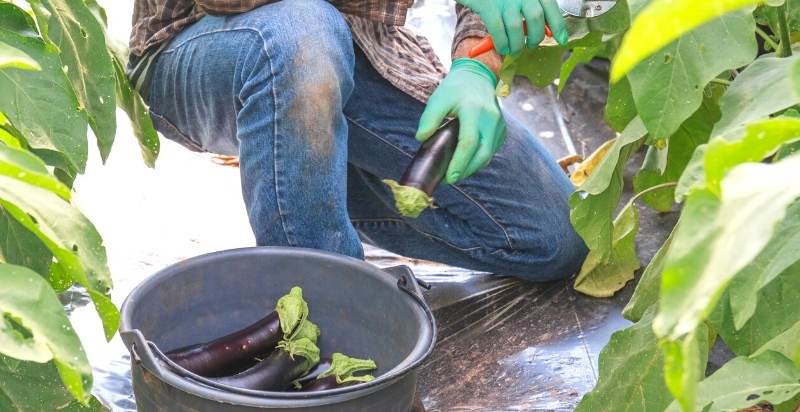 Harvesting Eggplants