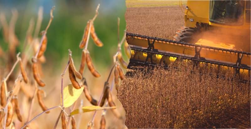 harvesting soybeans