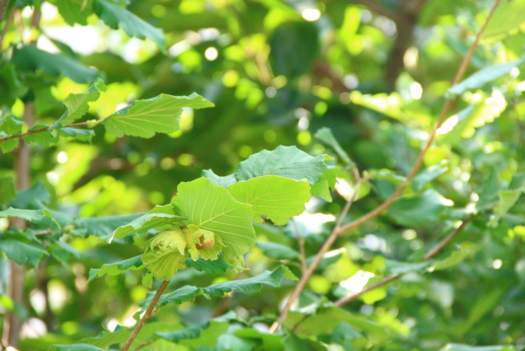 Hazelnuts Growing Care and Growing Complete Guide