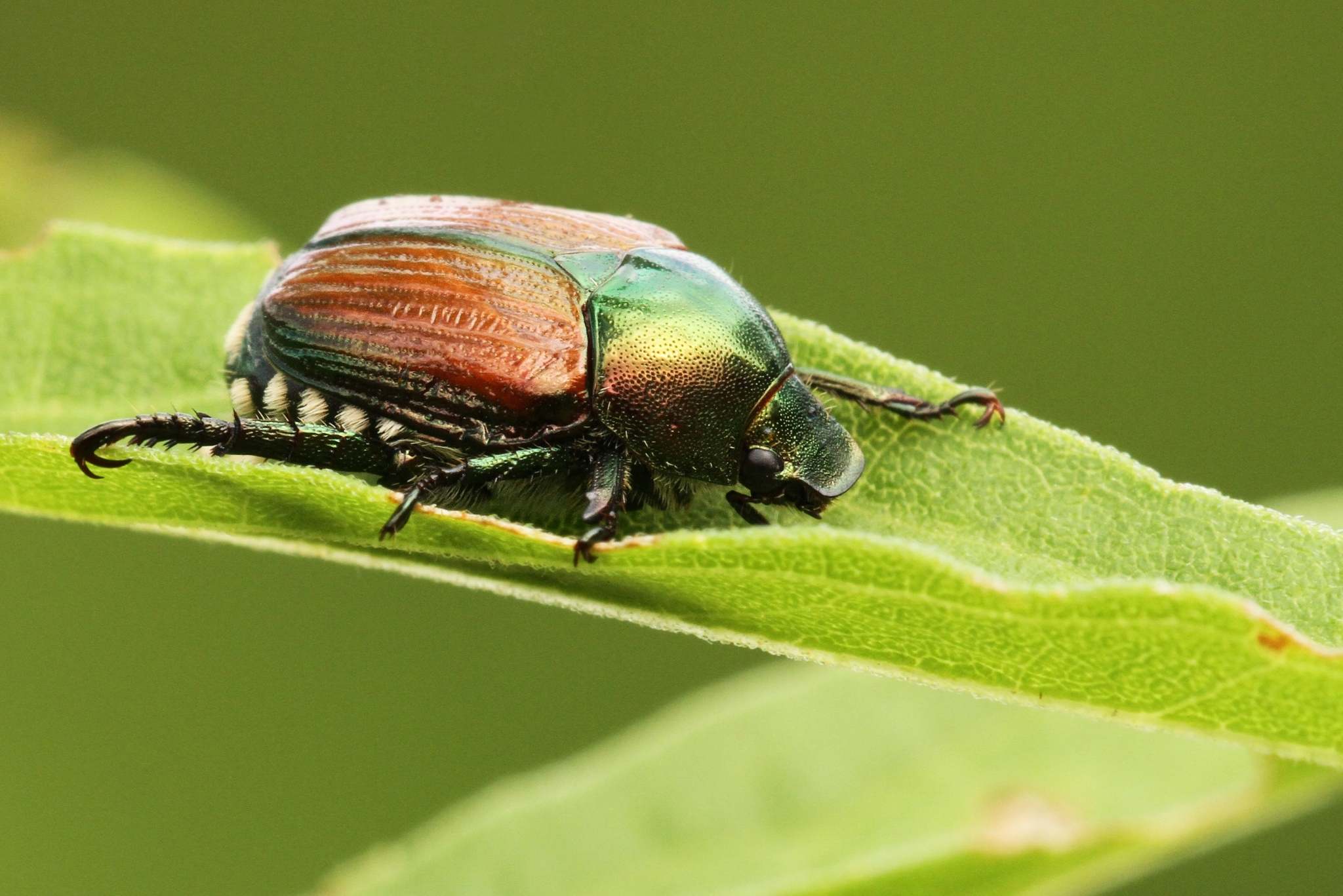 homemade lures for Japanese Beetles