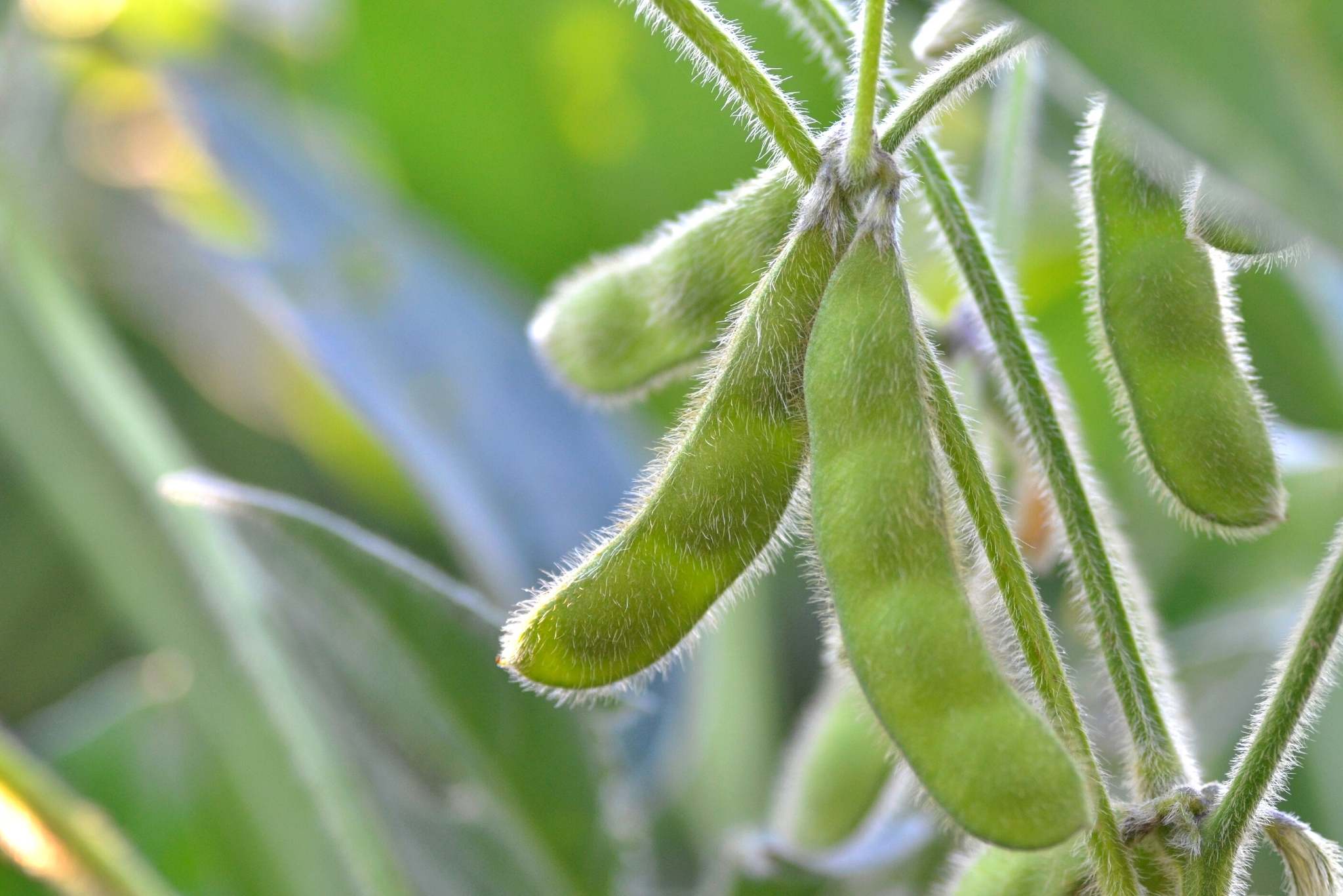 How to Grow Soybean