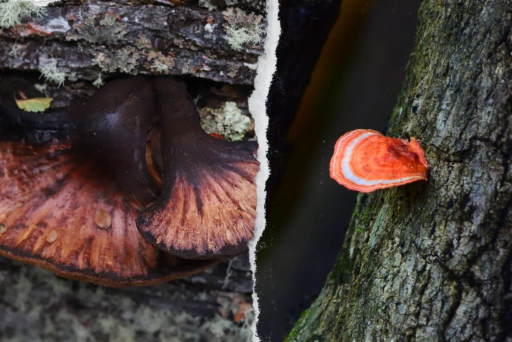 how-to-identify-beefsteak-elephant-ear-mushrooms-gardeners-magazine