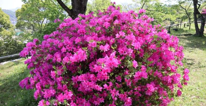 Japanese Azalea