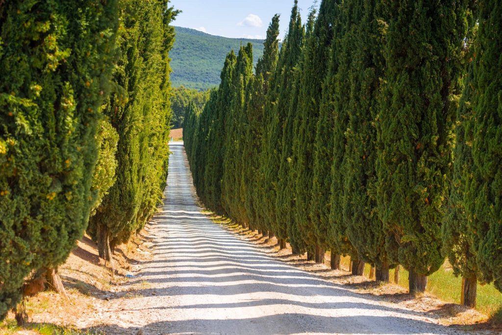 Lemon Cypress Trees Grow And Care Guide Gardeners Magazine 3401