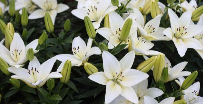 Lily Five Petal Flowers