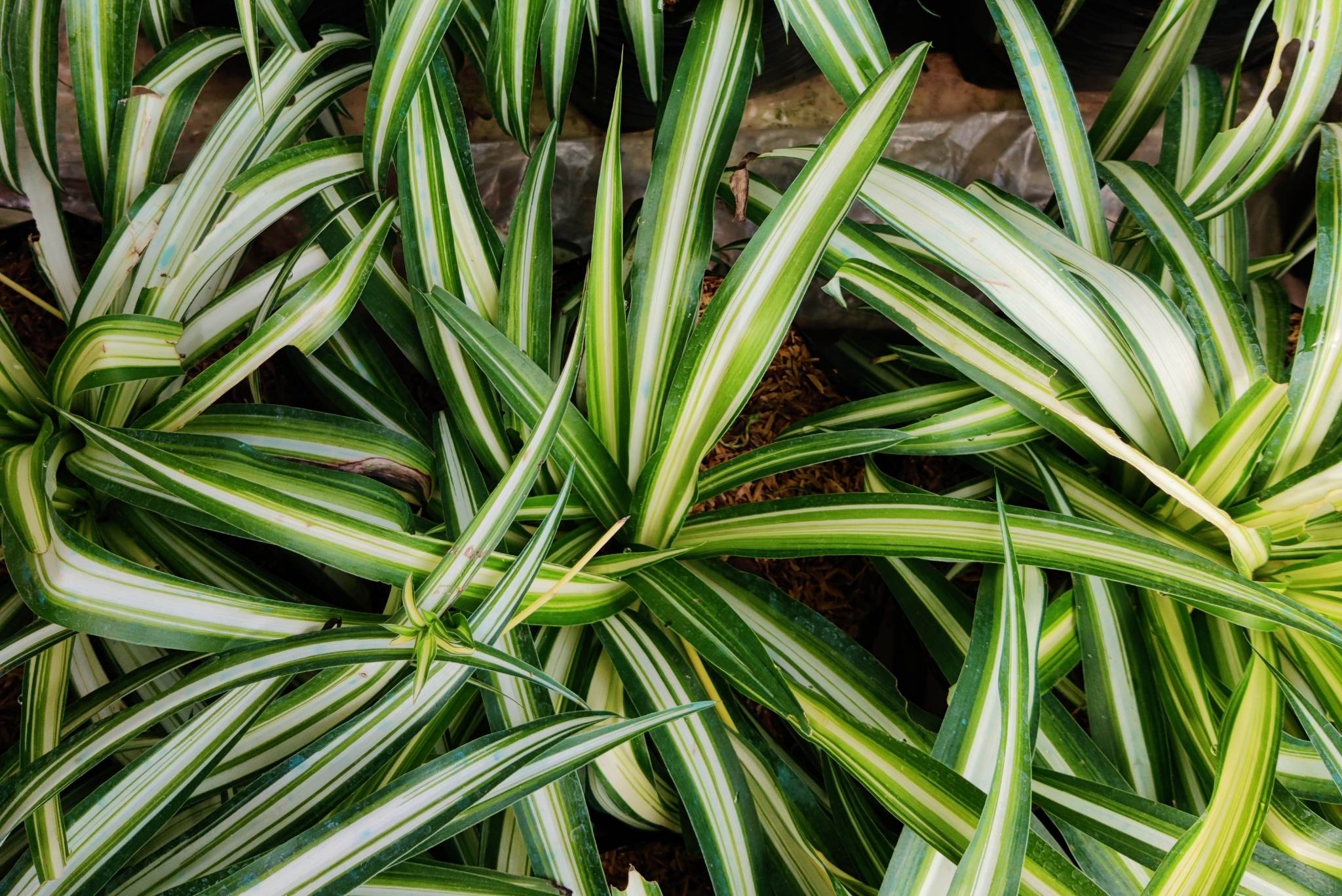 Ornamental Spider Grass 