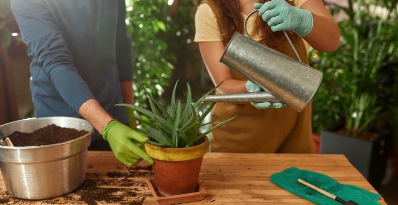 Overwatering cause your aloe plant to start turning brown