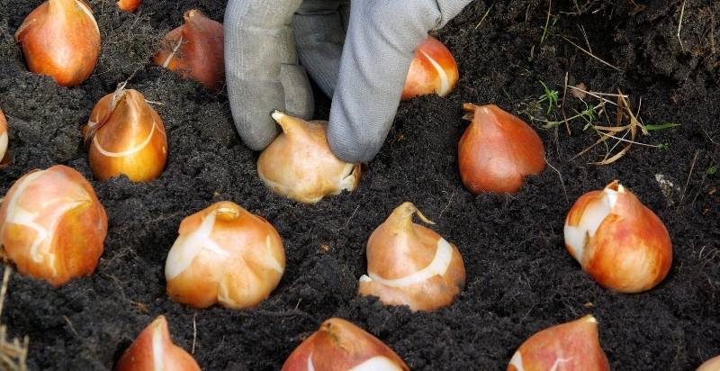 Planting Tulip Bulb