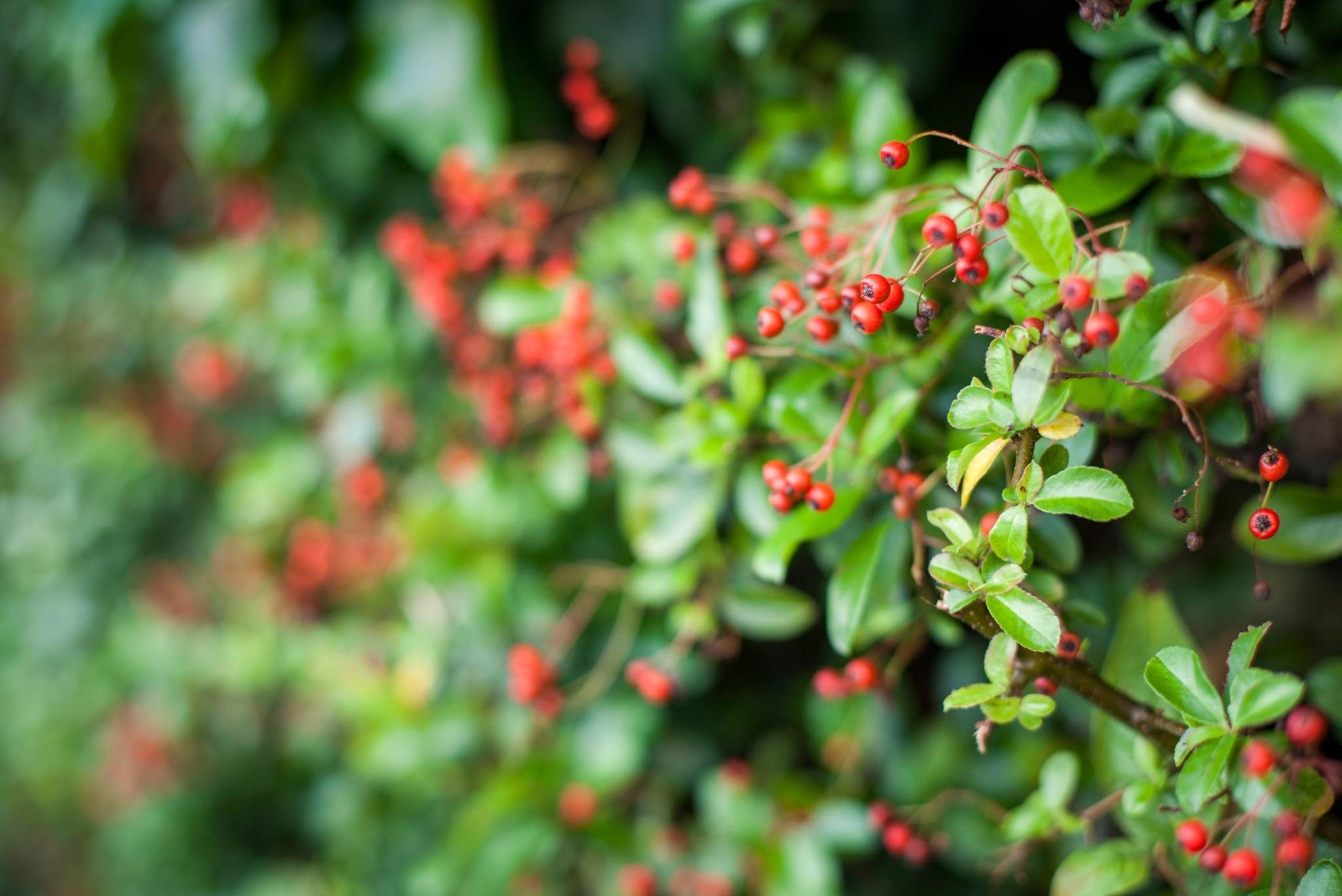How to Identify a Tree with Red Berries 