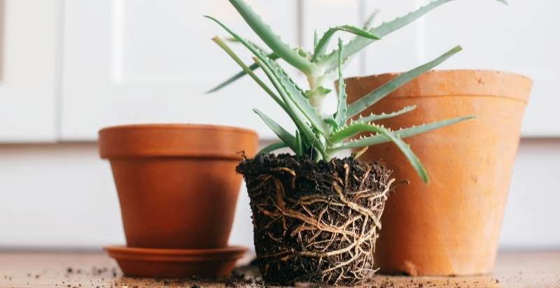 Repotting- To Prevent Aloe Plants from Turning Brown
