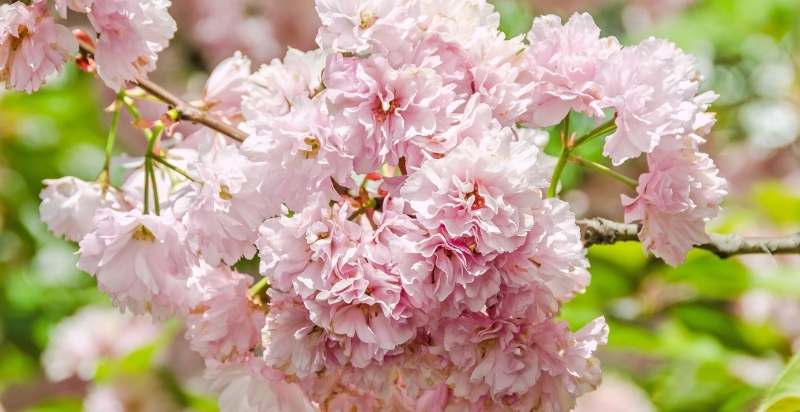 List of Japanese Trees - Gardeners' Magazine