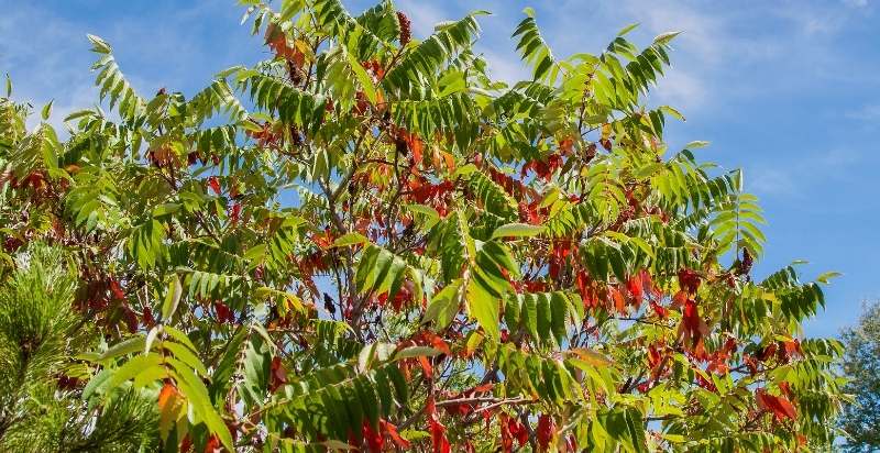 How To Identify A Tree With Red Berries - Gardeners' Magazine