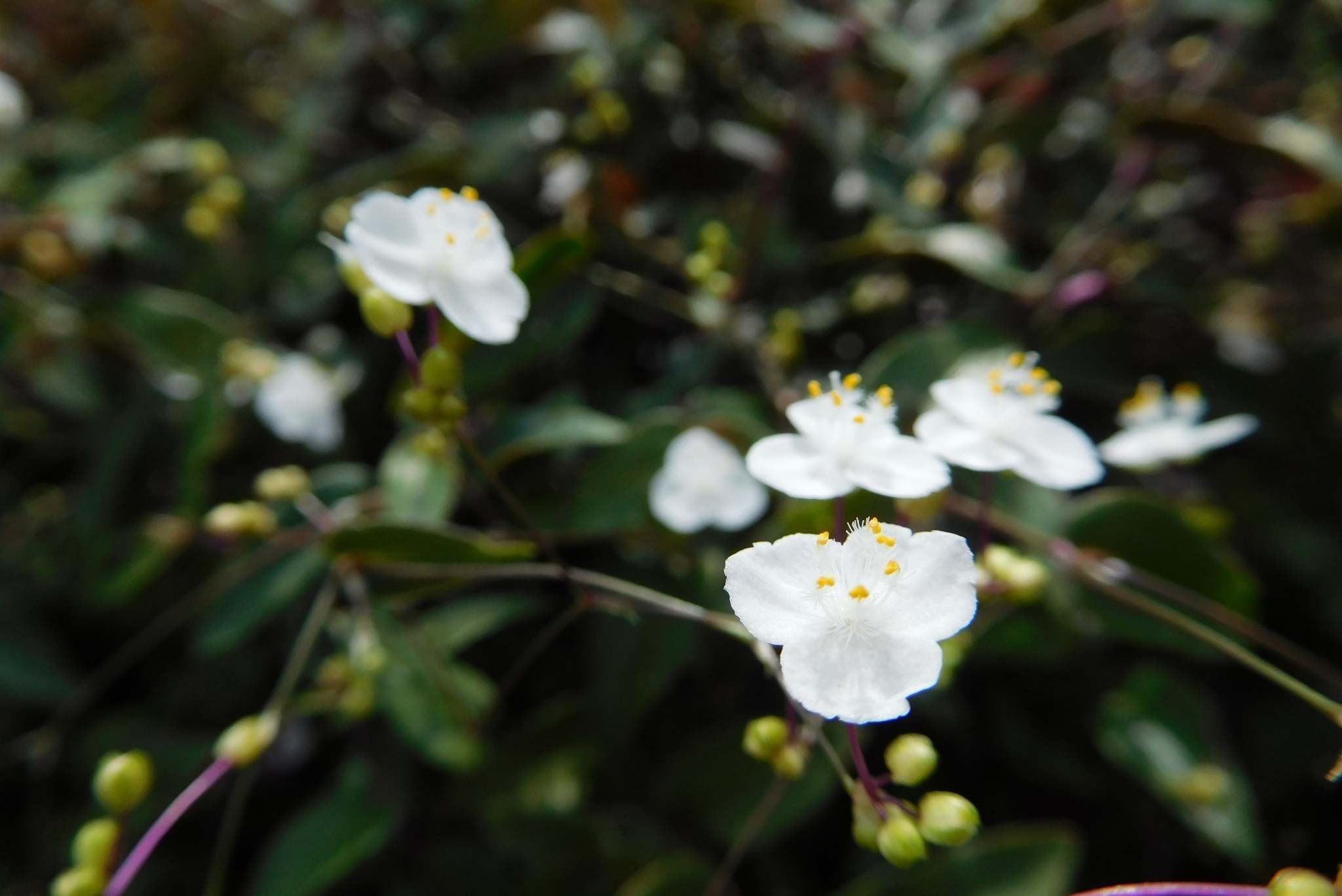 Tahitian Bridal Veil Plant