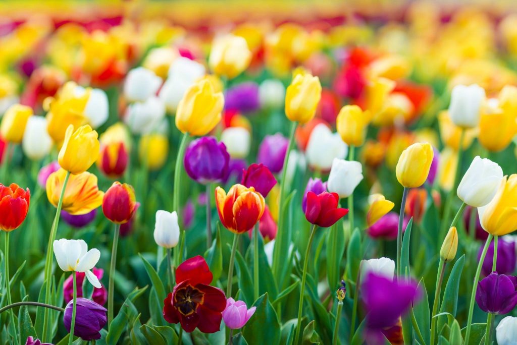 Guide To Planting Tulips How To Plant, Grow And Care For Tulips