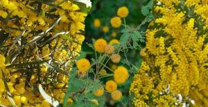 Acacia Tree Guide: How To Grow And Take Care - Gardeners' Magazine