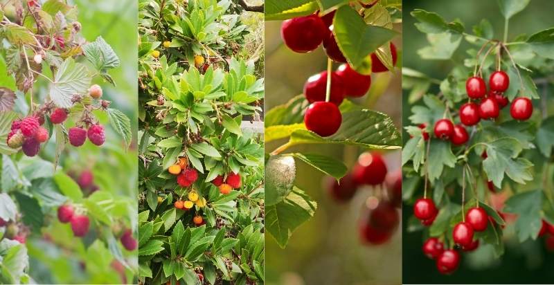 Varieties Of Red Berries