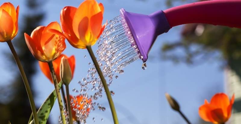 Watering Tulips