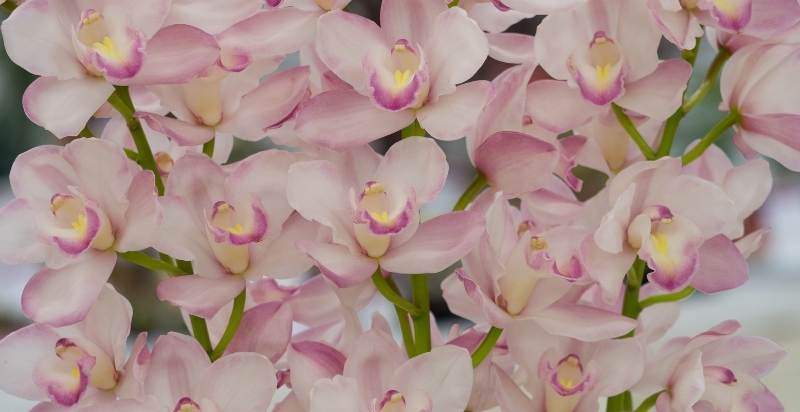 Cymbidiums Orchids