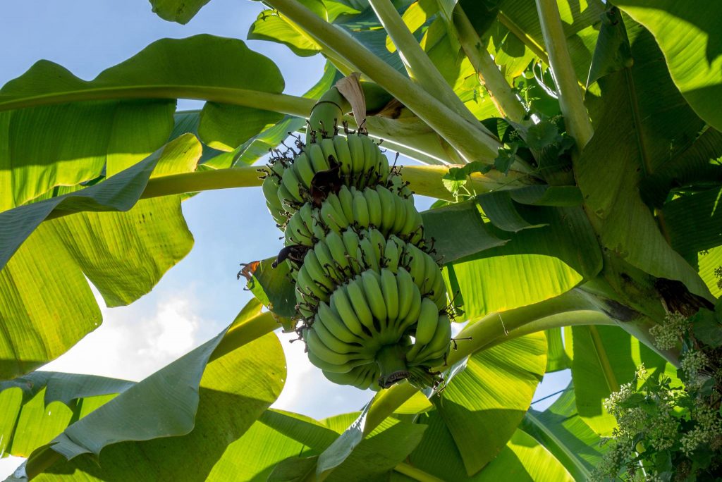 Banana Trees How to Grow and Care for Your Banana Plant Gardeners