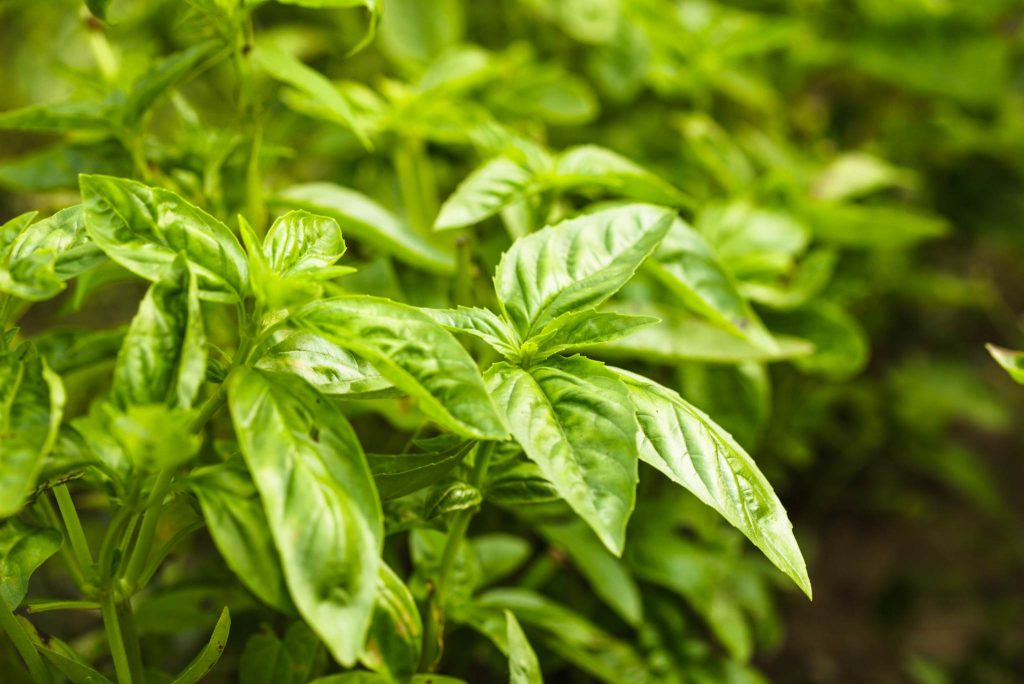 Basil Plant