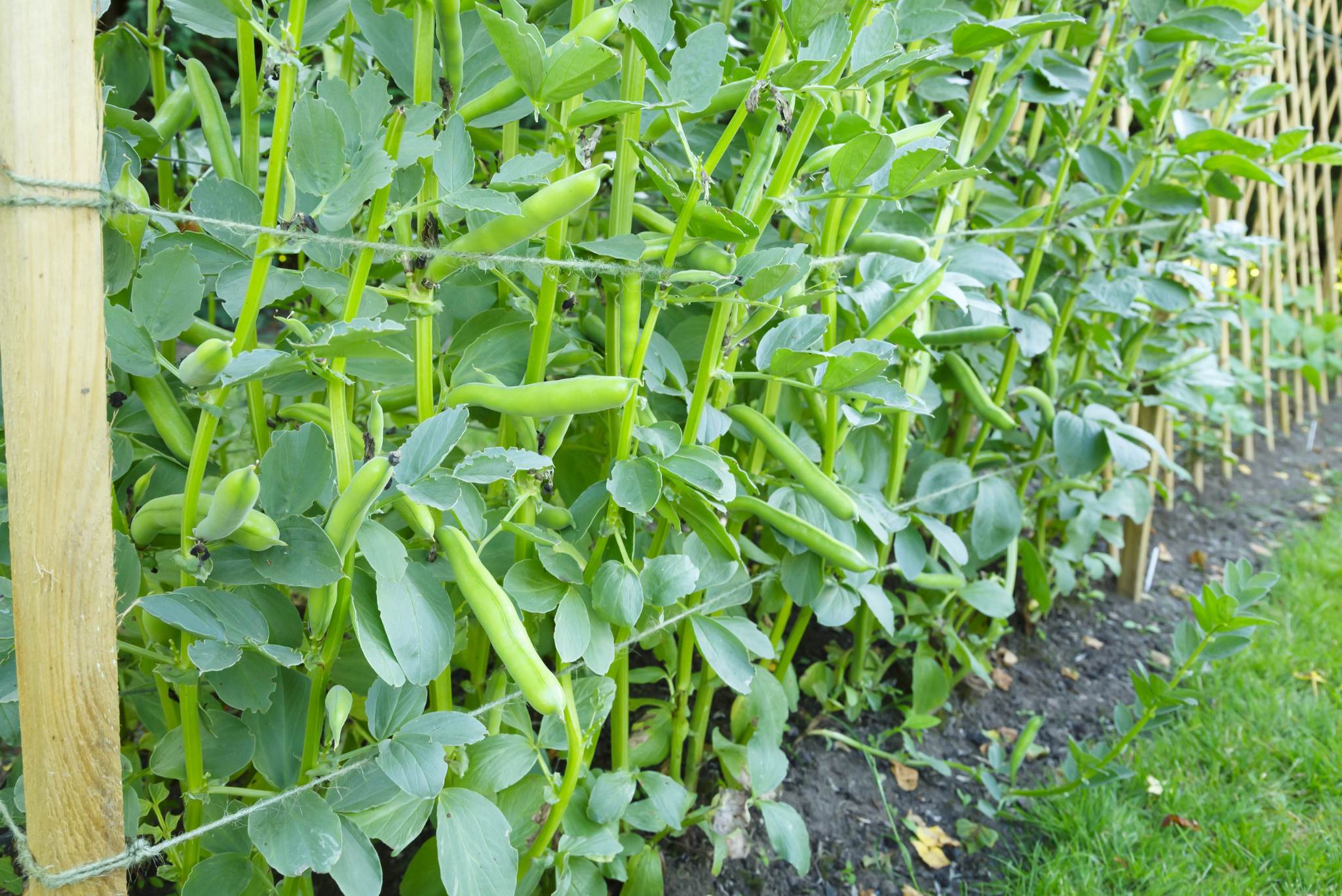 beans plant