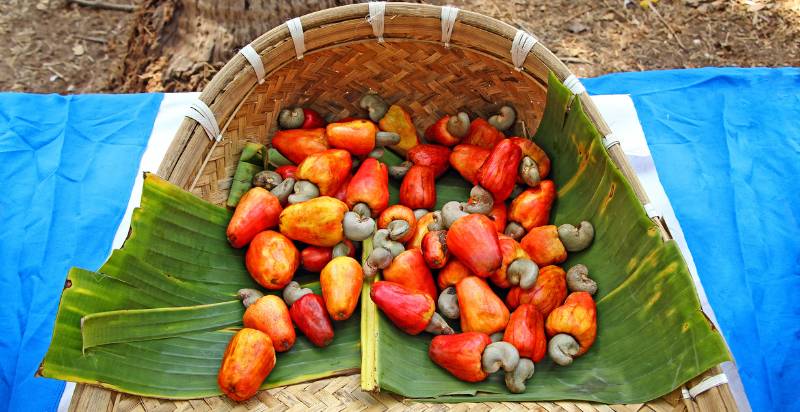 Harvested Cashews