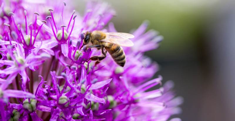 Chives Plant Flower