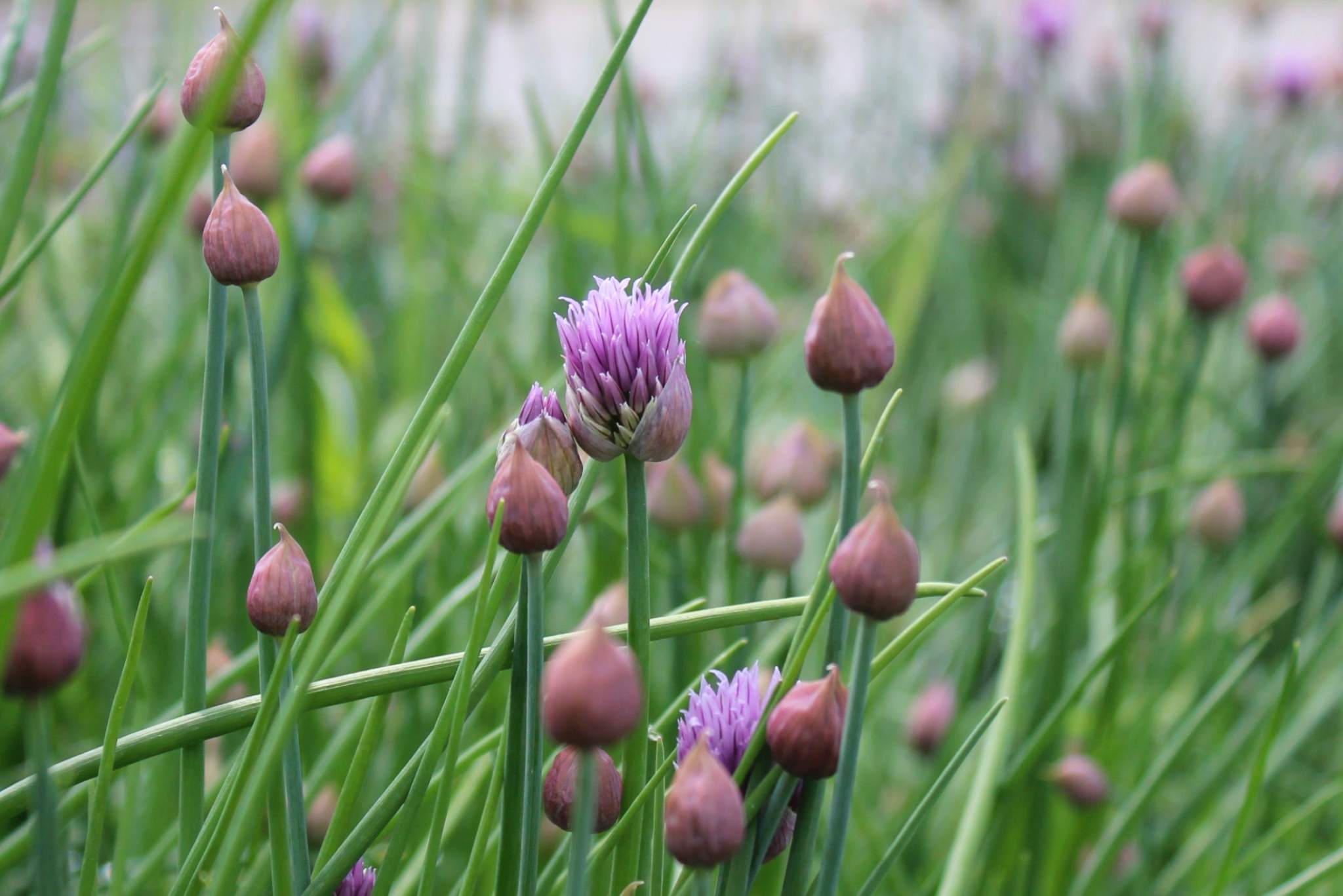 Chives Plant