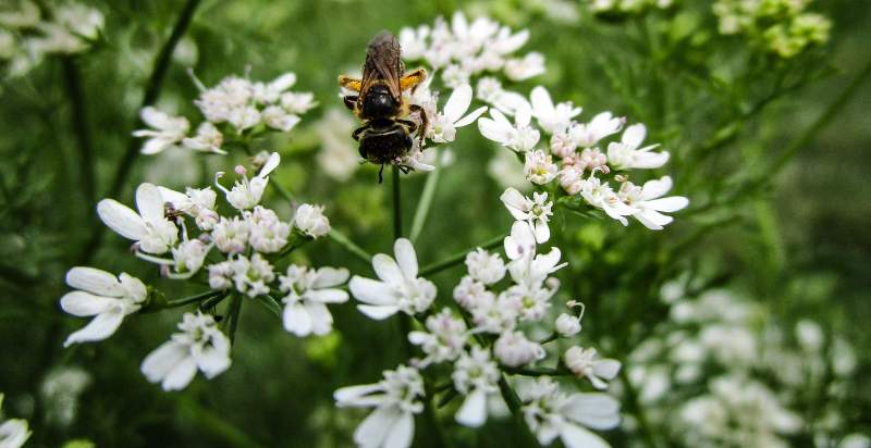 Cilantro Plant Flower