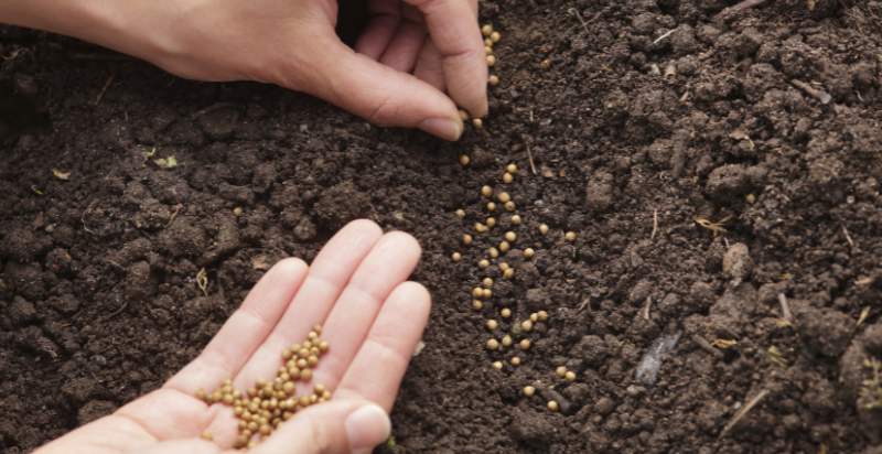 Cilantro Plant Seeds