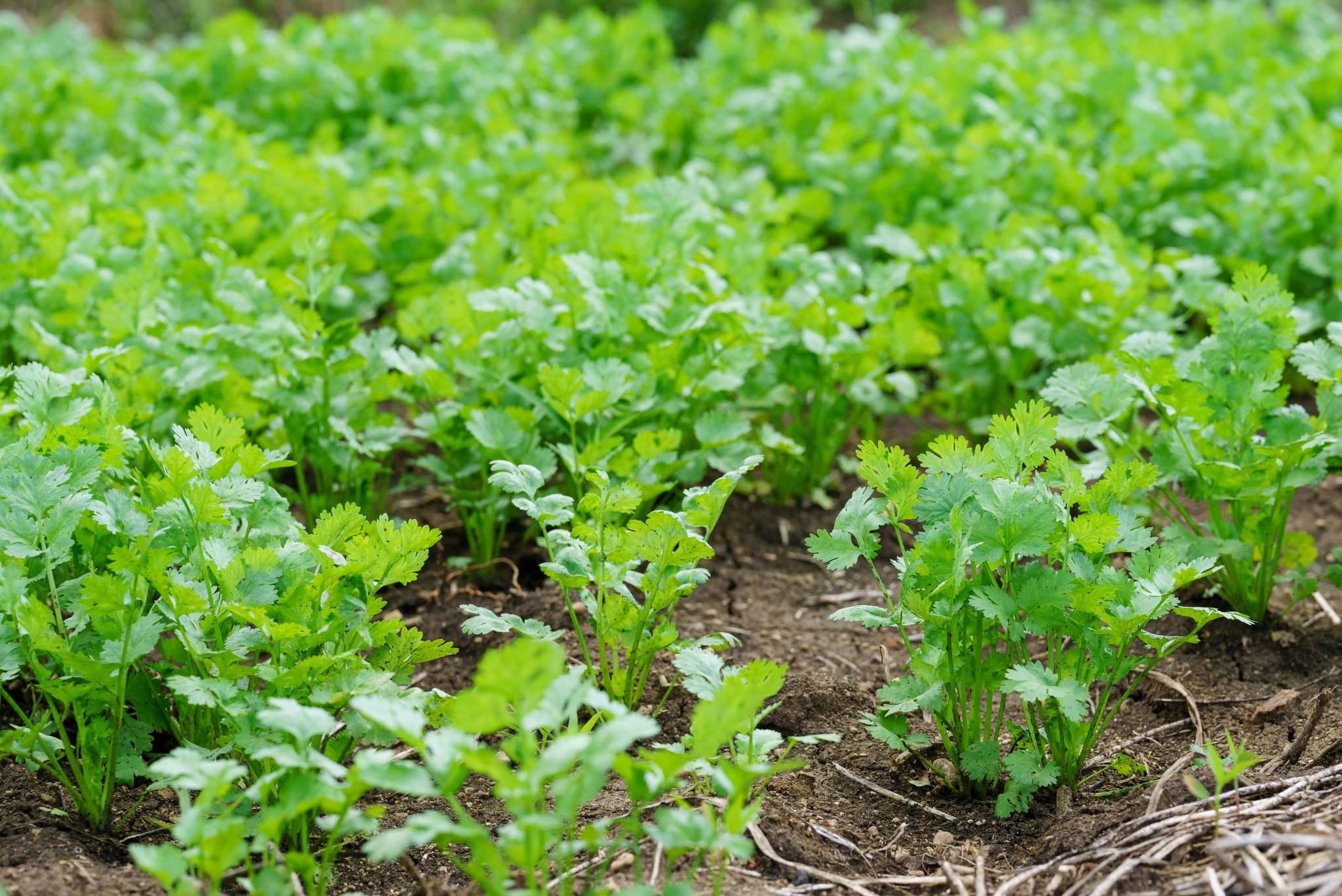 cilantro plant