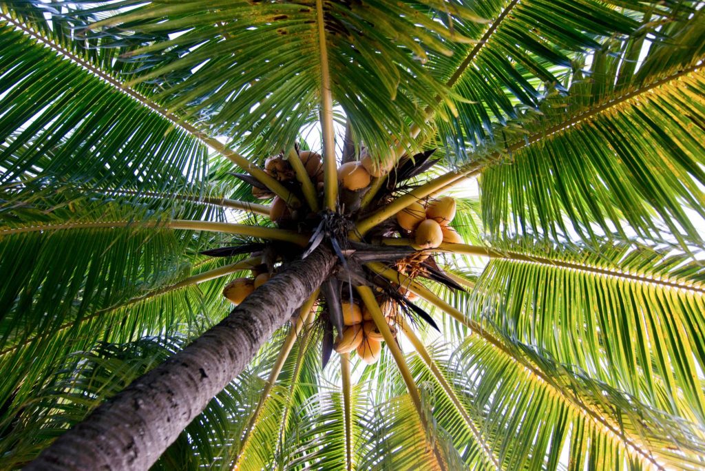 Coconut Tree: Growing and Maintaining a Coconut Palm - Gardeners' Magazine