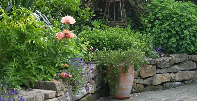 Cottage Garden Plants