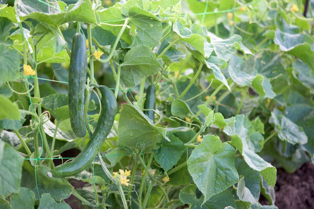 cucumber plant