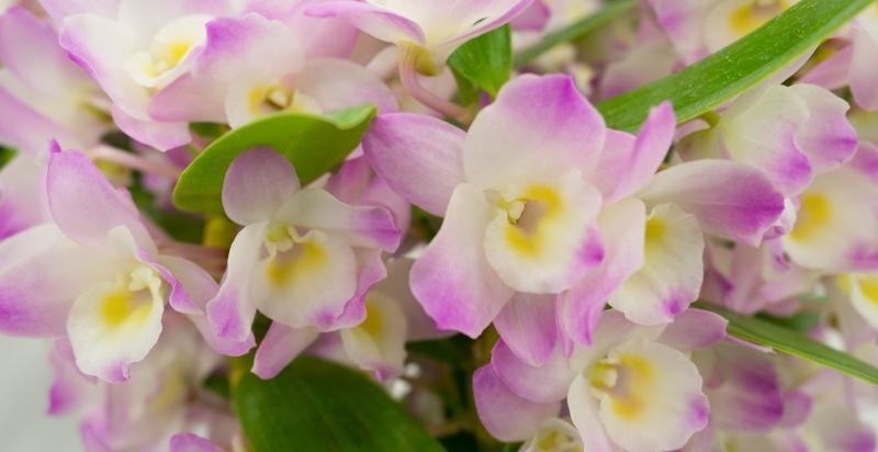 Dendrobiums Orchids