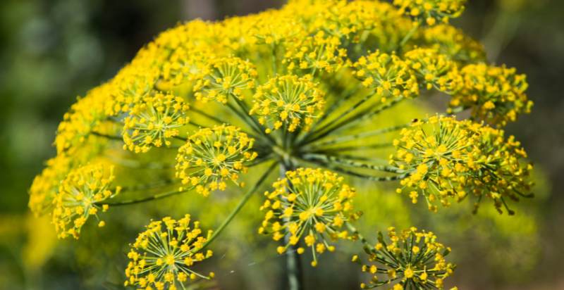 Dill Flowers