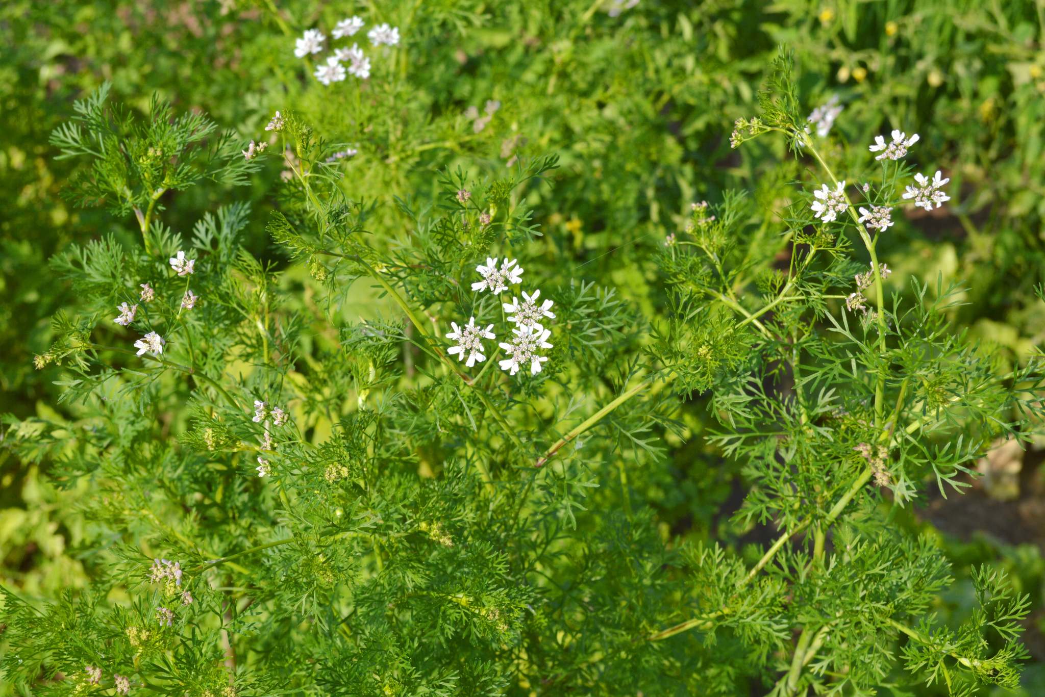 Dill Plant