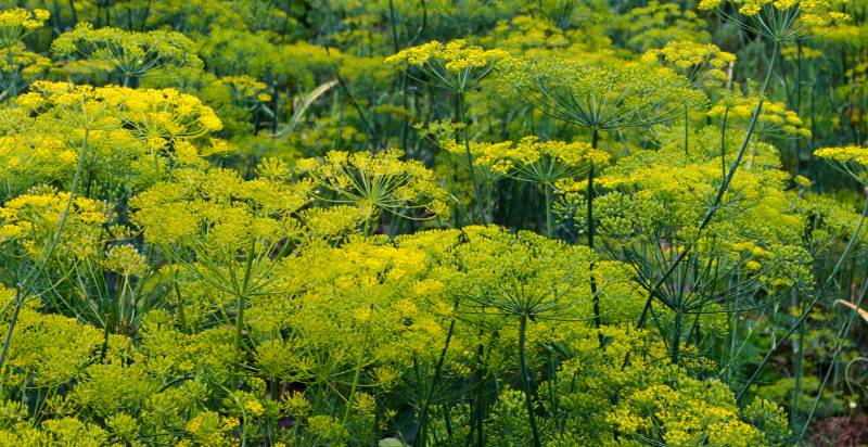 Planting, Growing, and Harvesting Dill - Gardeners' Magazine
