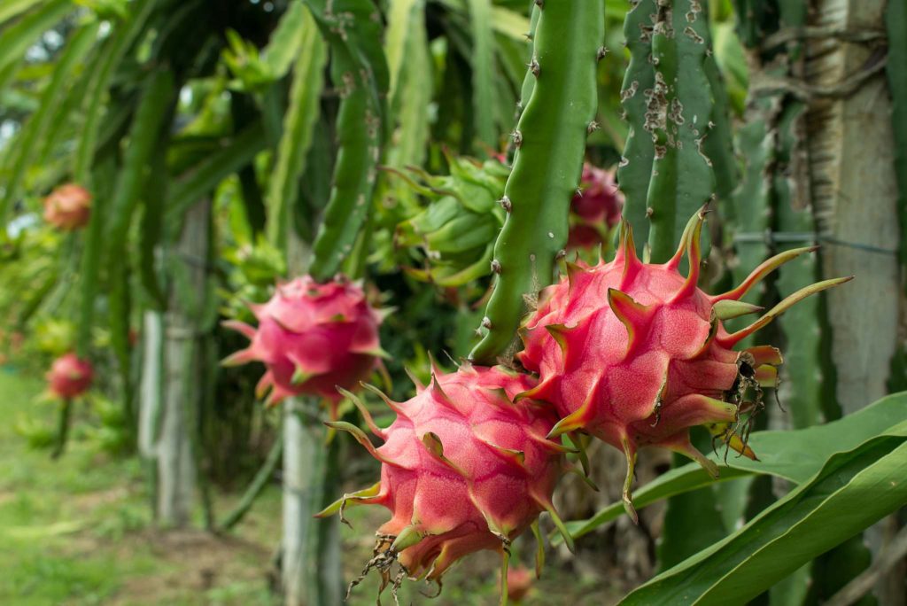 dragon-fruit-trees-how-to-grow-and-care-for-your-pitaya-plant