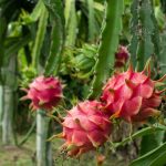 Dragon Fruit Tree