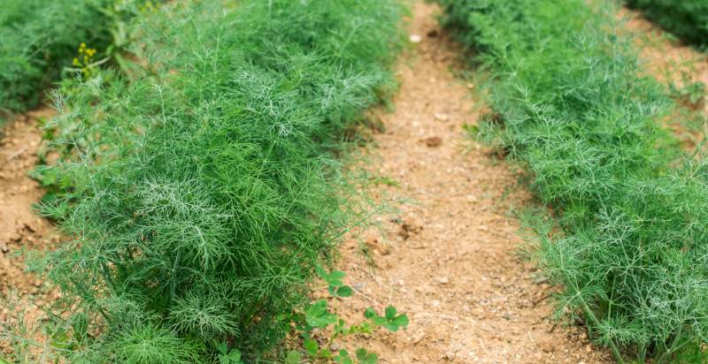 Field of Dill